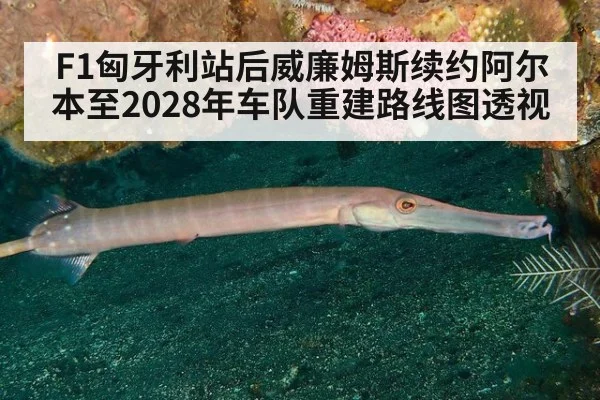 F1匈牙利站后威廉姆斯续约阿尔本至2028年车队重建路线图透视